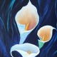 Calla lillies